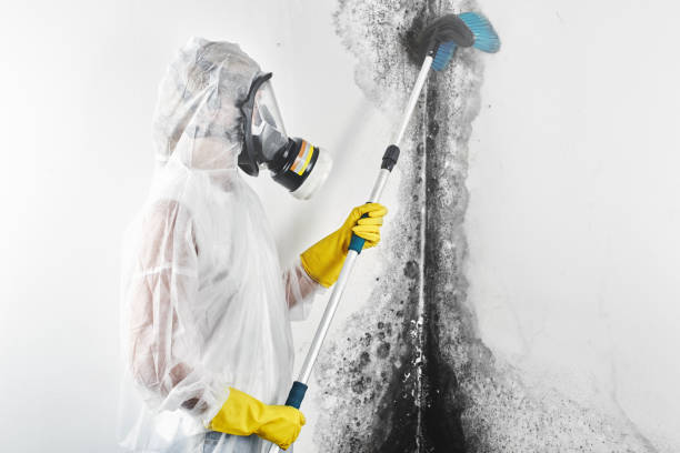 Best Residential Mold Inspection & Testing  in USA