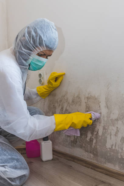 Best Mold Odor Removal Services  in USA